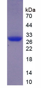 Recombinant Ephrin B2 (EFNB2)