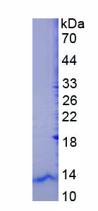 Recombinant Defensin Beta 104 (DEF<b>b104</b>)