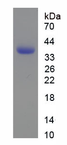Recombinant Defensin Alpha 6, Paneth Cell Specific (DEFa6)