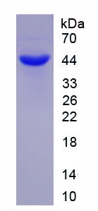 Recombinant Defensin Alpha 6, Paneth Cell Specific (DEFa6)