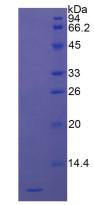 Recombinant Defensin Alpha 3, Neutrophil Specific (DEFa3)