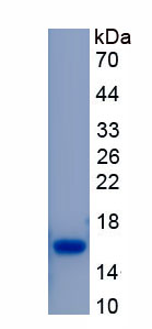 Recombinant Defensin Alpha 3, Neutrophil Specific (DEFa3)