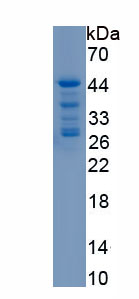 Recombinant Defensin Alpha 4, Corticostatin (DEFa4)