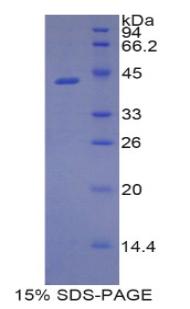 Recombinant Lipocalin 9 (LCN9)