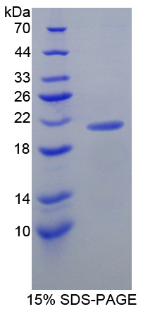 Recombinant Lipocalin 8 (LCN8)