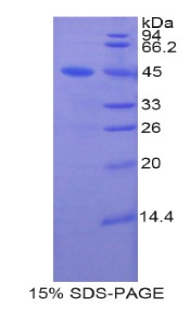 Recombinant Lipocalin 8 (LCN8)