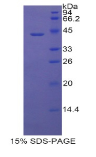 Recombinant Lipocalin 6 (LCN6)