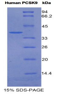 RPE189Hu02.jpg