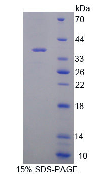 RPE190Mu01.jpg