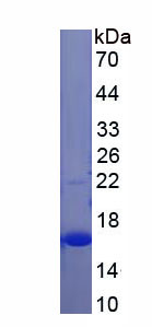 Recombinant Puromycin Sensitive Aminopeptidase (PSA)