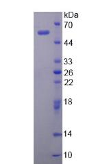 Recombinant Elastase 3A (ELA3A)