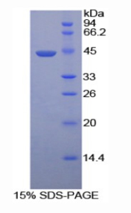 Recombinant Hyaluronoglucosaminidase 2 (HYAL2)