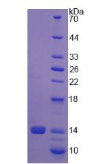 Recombinant Procollagen Lysine-1,2-Oxoglutarate-5-Dioxygenase 1 (PLOD1)