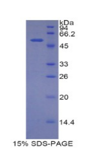 Recombinant Solute Carrier Family 3, Member 2 (SLC3A2)