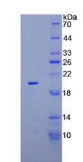 Recombinant Na-Cl Cotransporter (NCCT)