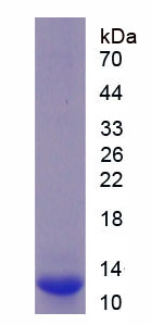 Recombinant Solute Carrier Family 7, Member 11 (SLC7A11)