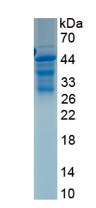 Recombinant Na+ Taurocholate Cotransporting Polypeptide (NTCP)