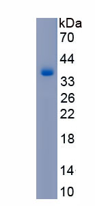 Recombinant Gibbon Ape Leukemia Virus Receptor 1 (GLVR1)