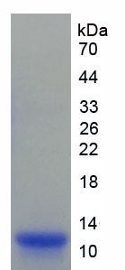 Recombinant Urate Transporter 1 (URAT1)