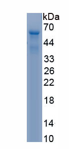 Recombinant Dicarboxylate Transporter, Mitochondrial (DIC)