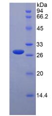 Recombinant Tafazzin (TAZ)