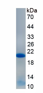 Recombinant B-Cell CLL/Lymphoma 2 Like Protein (Bcl2L)