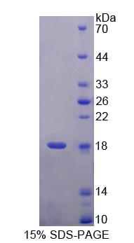 Recombinant Ubiquitin A 52 Residue Ribosomal Protein Fusion Product 1 (UBA52)