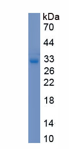 Recombinant Guanylate Binding Protein 5 (GBP5)