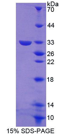 Recombinant Guanylate Binding Protein 3 (GBP3)