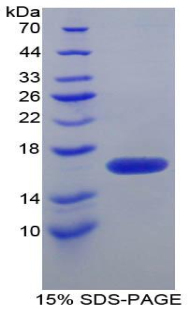 Recombinant FK506 Binding Protein 1B (FKBP1B)