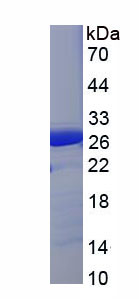 Recombinant FK506 Binding Protein 3 (FKBP3)
