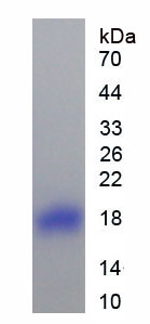 Recombinant Regenerating Islet Derived Protein 3 Gamma (REG3g)