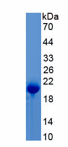 Recombinant Regenerating Islet Derived Protein 3 Gamma (REG3g)