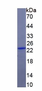 Recombinant FK506 Binding Protein 7 (FKBP7)