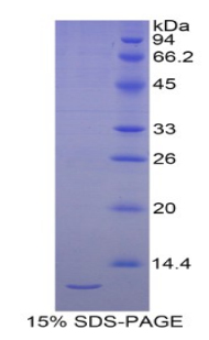 Recombinant Selenoprotein W1 (SEPW1)