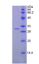 Recombinant Sphingosine 1 Phosphate Lyase 1 (SGPL1)