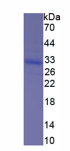 Recombinant Sphingosine-1-Phosphate Phosphatase 1 (SGPP1)
