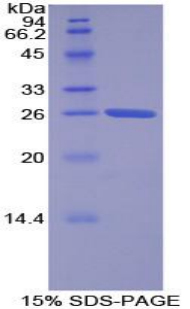 Recombinant Torsin 2A (TOR2A)