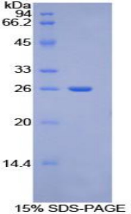 Recombinant Torsin 2A (TOR2A)