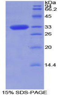 Recombinant Torsin 2A (TOR2A)