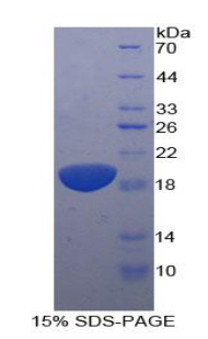 Recombinant Interleukin 11 Receptor Alpha (IL11Ra)