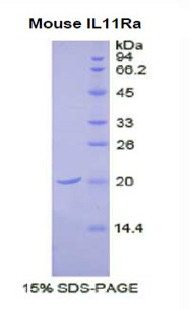 Recombinant Interleukin 11 Receptor Alpha (IL11Ra)