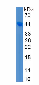 Recombinant Immunoglobulin A1 (IgA1)