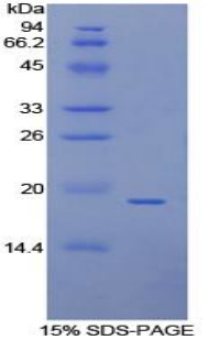 Recombinant Annexin A4 (ANXA4)