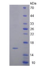 Recombinant Annexin A4 (ANXA4)