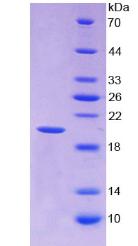 Recombinant Annexin A4 (ANXA4)