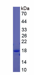 Recombinant Annexin A4 (ANXA4)