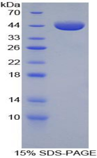 Recombinant Annexin A1 (ANXA1)