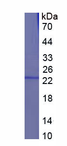 Recombinant Annexin A1 (ANXA1)