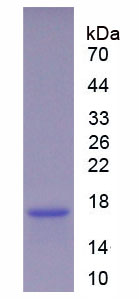 RPE802Hu01.jpg